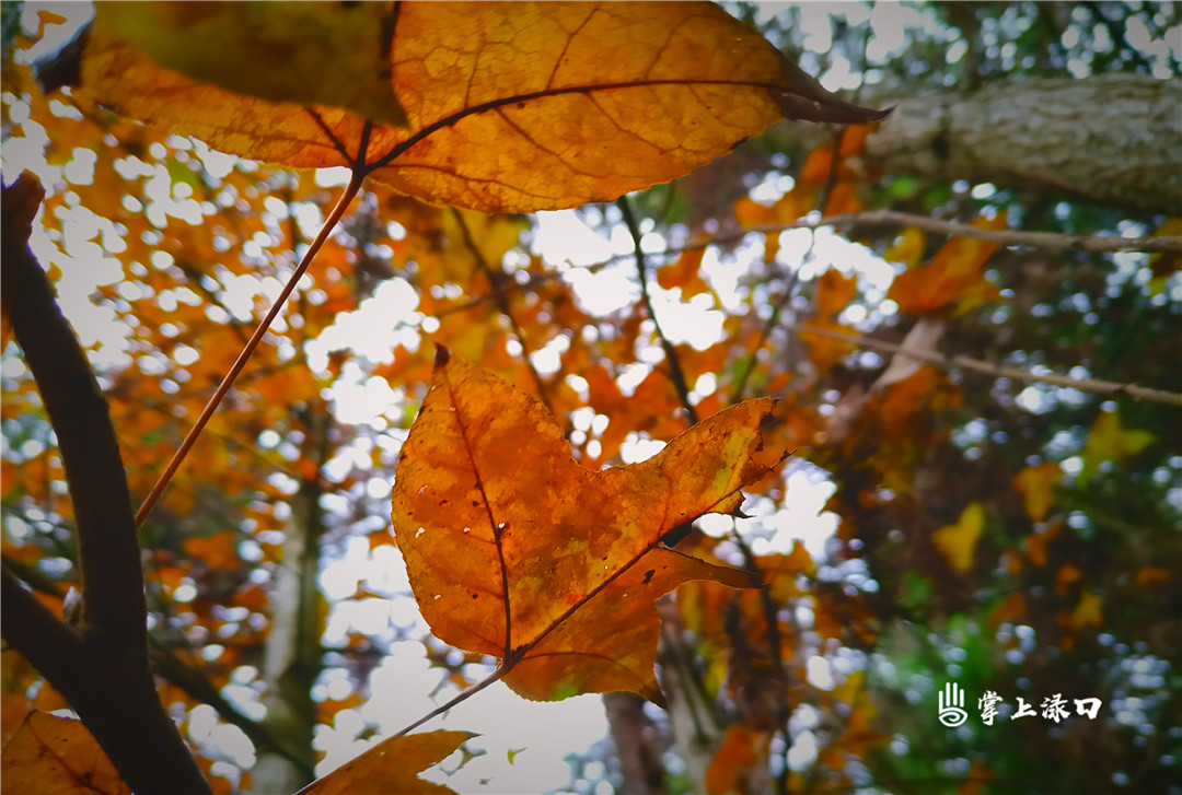 【圖：文可 文：劉慧】 “寂寞秋霜樹,，綠紅各幾種。冬來寒氣至,，天涯飄零時,。”忽然想起林清玄《天寒露重,，望君保重》寫的這首小詩,。