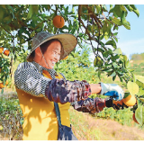 优质优价，农产品卖得真俏