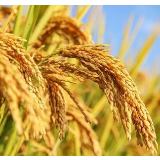 中国粮用中国种：主要农作物自主选育品种面积超过95%