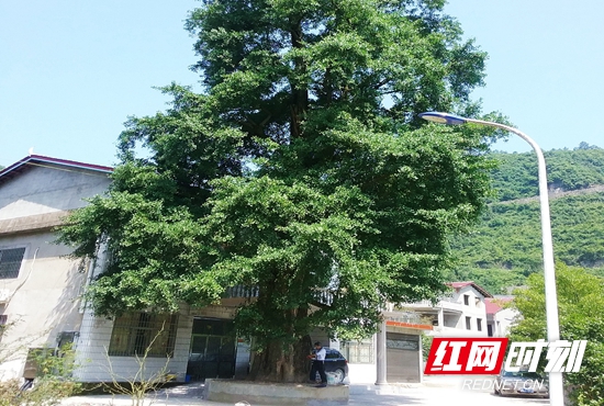 杨家坪500年树龄的银杏.jpg