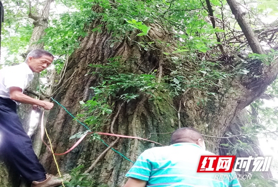 富溪峪口800年树龄的银杏.jpg