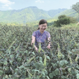 永州榜样丨唐纯玉：让永州中医药“活”起来