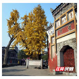 武冈：千年银杏换盛装 身披金甲迎客来
