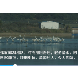 长沙松雅湖初冬时节迎来小“客人” 数十只天鹅嬉戏飞舞