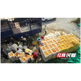 突出资源优势推进产业融合 新宁农业绿色发展结硕果