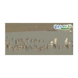 【生态文明@湿地】越冬候鸟落脚太泊湖湿地 数量逐年增加 