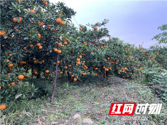 微信图片_20191212185438_副本.jpg