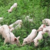 谢景林深入东安县调研“生态养猪”项目建设情况