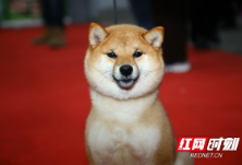 首届长沙宠物文化节上，一大波萌犬来袭（组图）