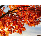 【生态文明@湿地】冰城湿地已增至19.95万公顷,湿地公园16处