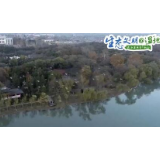 【生态文明@湿地】黑天鹅悠闲嬉戏 迪沟生态湿地公园成候鸟天堂 