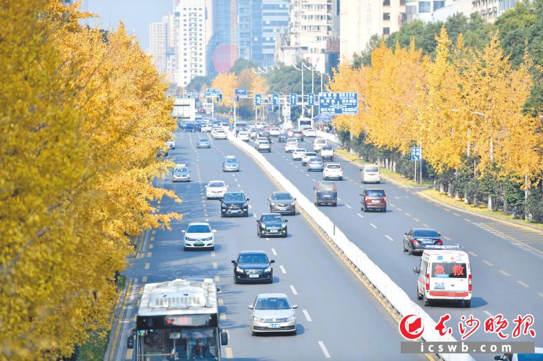 　　↑芙蓉北路两侧的银杏树披上“黄金甲”，将道路装点成“金色大道”，令人赏心悦目。均为长沙晚报全媒体记者 余劭劼摄