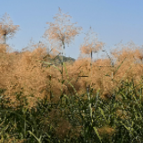 快看！长沙这个地方藏了一片芦苇湖