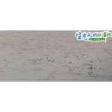 【生态文明@湿地】群鸟拉开冬日流动画卷