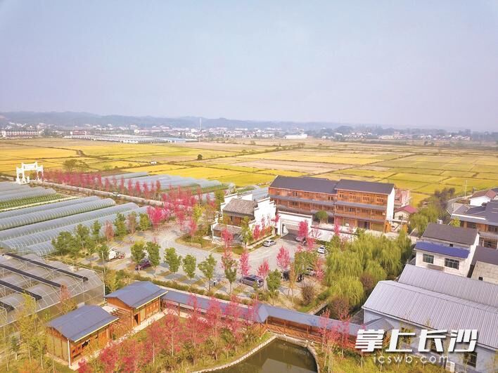长沙县高桥镇金桥村集体经济兴起带来乡村华丽转身。资料图片
