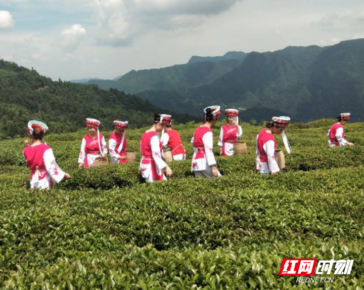 桑植白茶是張家界茶類中的一朵奇葩