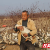 大通湖大鹅助力甩穷帽 