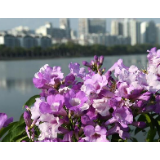 广西南宁：花开在冬季
