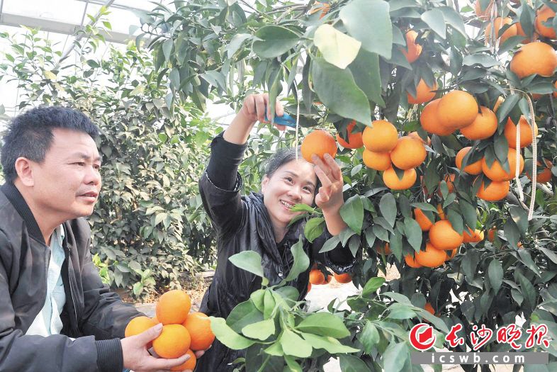 　　周慈英夫妇历时5年培育出新型柑橘“湘南红”，在这个冬天迎来了丰收。长沙晚报全媒体记者 贺文兵 摄