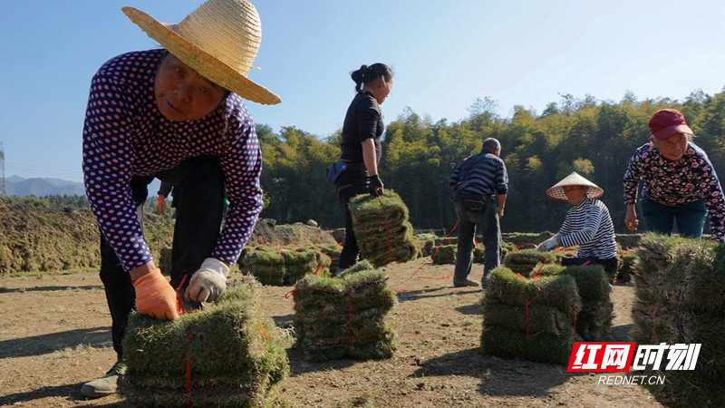 20191210苏仙区飞天山镇白溪村老园里组捆草皮1.jpg