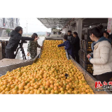 中央广播电视总台农业农村频道《谁知盘中餐》栏目组走进麻阳
