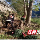 绥宁长铺镇大公坪社区大力开展河道沿岸水草种植行动