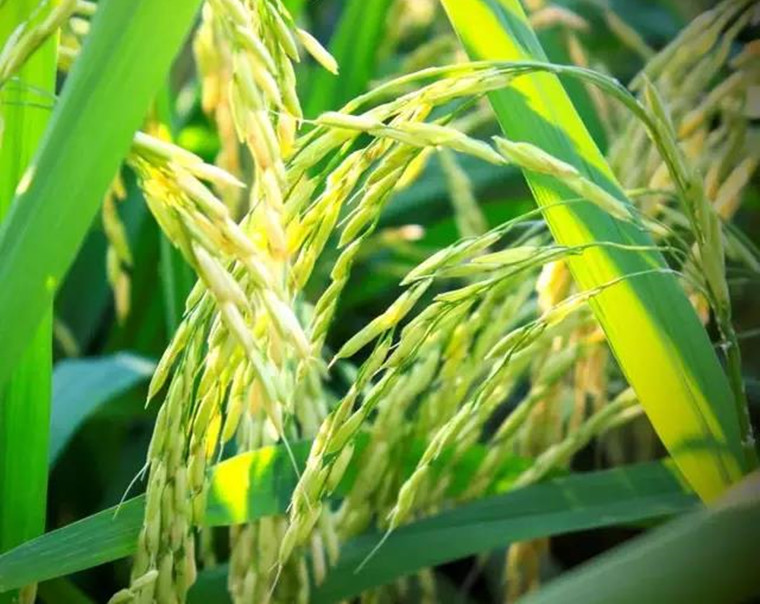 以米为媒 吉首“白云贡米”等农产品进京促合作