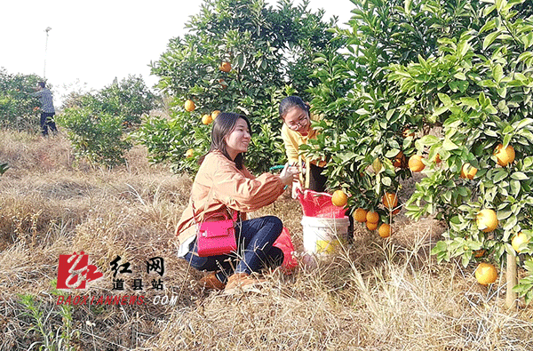 义务帮忙采摘脐橙.gif