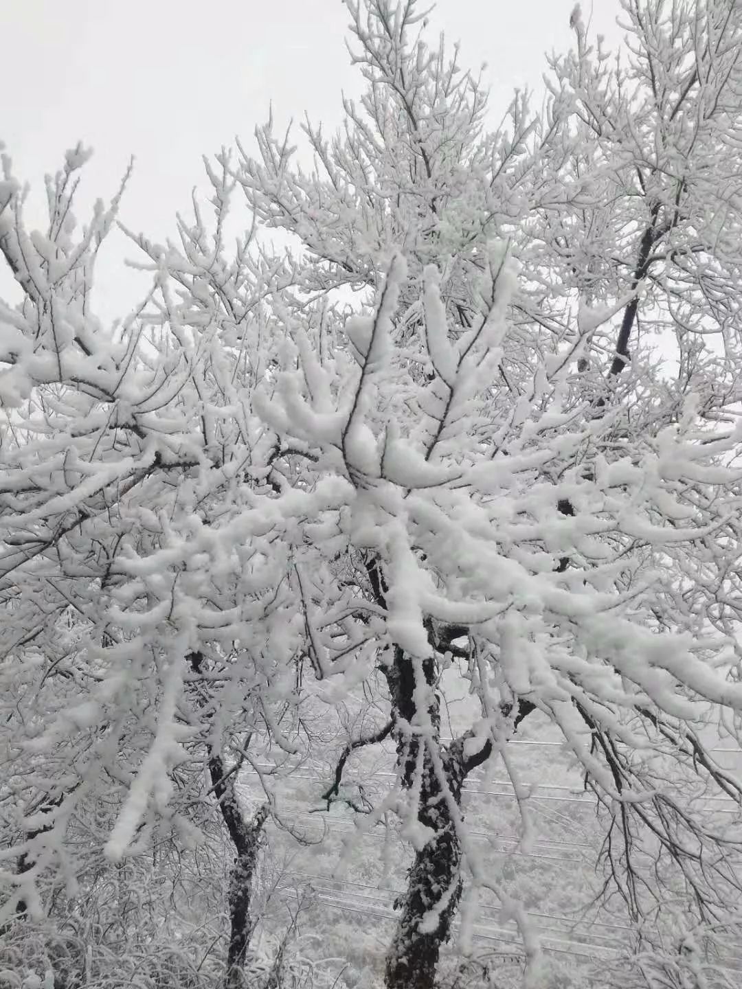 下雪了湖南各地纷纷加入下雪群聊你的家乡还远吗