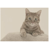 猫给人上了一堂哈佛MBA课