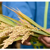 从中央农村工作会议透视2020年“三农”重点任务