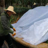 冬至，植物也要过冬 园林工人忙给花草树木盖保暖薄膜