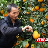 摘帽进行时｜解决突出问题 摘掉贫困帽子——湖南省新宁县决胜脱贫攻坚战