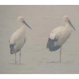 【生态文明@湿地】有鸟自远方来！近600只东方白鹳飞抵七里海湿地