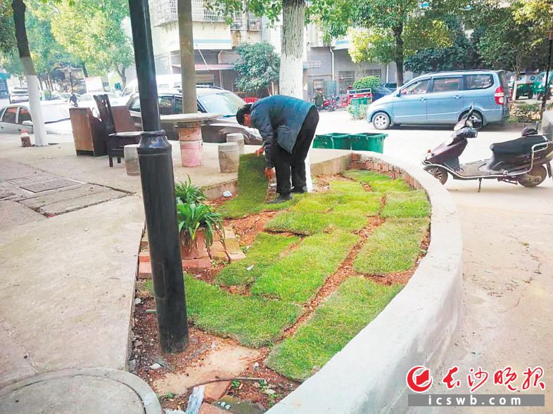 　　石人集资办联合石景物业对黄土裸露的地方进行补绿。长沙晚报全媒体记者 卜劲文 摄