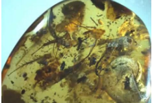 罕见！一块琥珀含40余种生物：集齐一亿年前“海陆空”