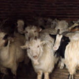 三十六道湘菜③丨双牌羊肉走俏冬至市场