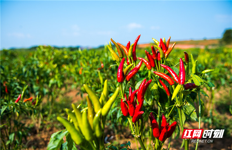 桂阳“五爪辣”迈入＂国标＂行列