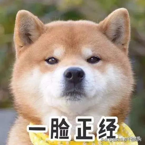 岳阳最新养犬令正式通过，“铲屎官们”看过来