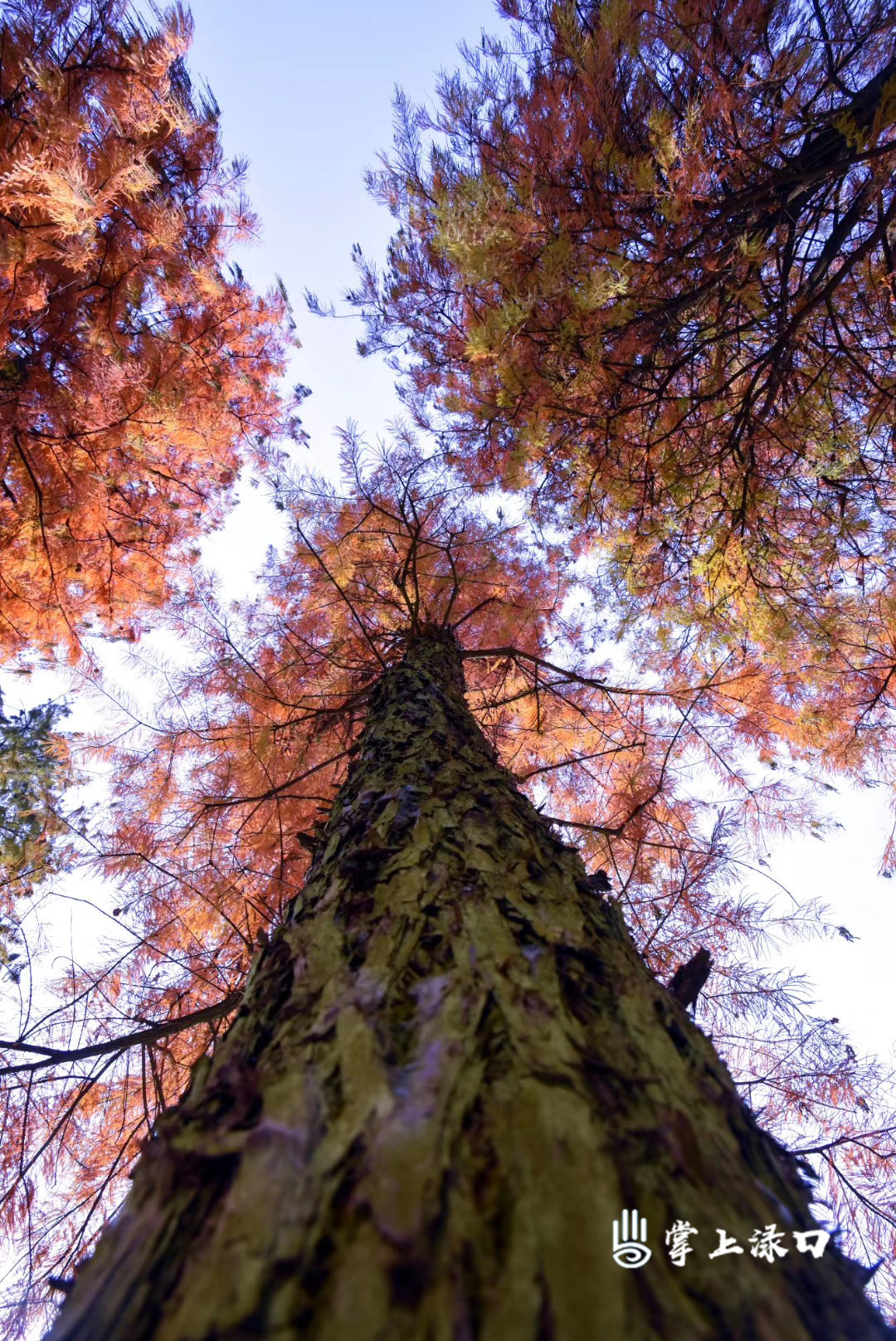 【圖：朱超英  文：劉慧】
陽(yáng)光穿過(guò)色彩斑斕的樹(shù)林,，將天地渲染得詩(shī)情畫(huà)意,。