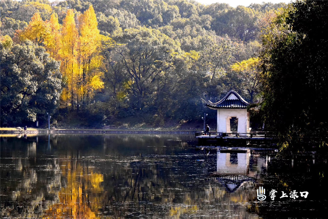 【圖：朱超英  文：劉慧】
湖水倒映著黃綠交織的層林,，成了神農(nóng)公園里最搶眼的景色。
【未經(jīng)許可,，請(qǐng)勿轉(zhuǎn)載】