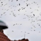 数千只“送子鸟”聚集场面壮观，专家：气候变化危险信号