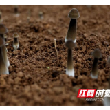 江华码市镇：试种黑皮鸡枞菌获丰收