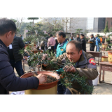 2019年湘潭市“鲁班工匠”花卉园艺师技能竞赛举行