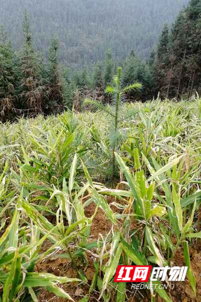 目前,双牌县虎爪姜常年种植面积在5万亩左右,生姜年产量在2亿公斤