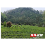 摘帽进行时|沅陵：奋力书写决胜脱贫攻坚的时代答卷