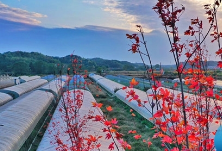 长沙农村“厕所革命”调查