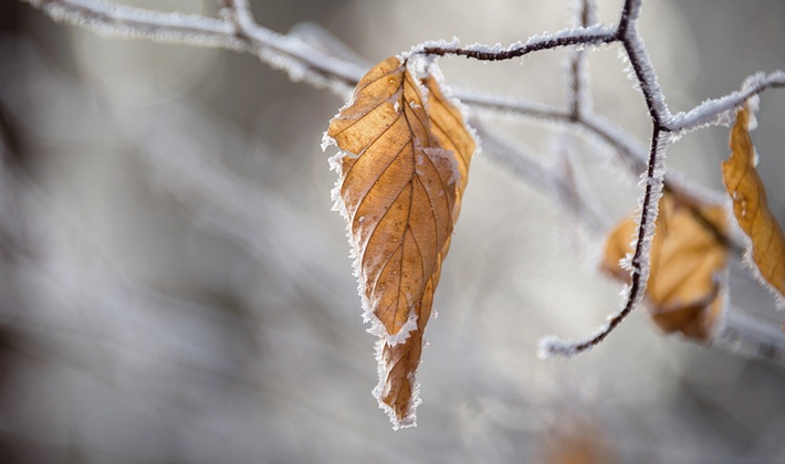 组诗丨李少君窗外沾着薄雪的瘦树枝窗里来回踱步的异乡人
