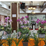 新年，宁家坪镇飞来美丽“花蝴蝶”