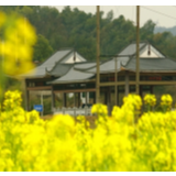 齐心换得满村芳：一次乡村振兴的“美丽实践”